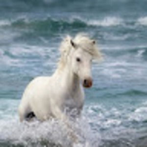 Meet your Posher, Susanna